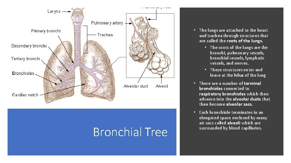  • The lungs are attached to the heart and trachea through structures that