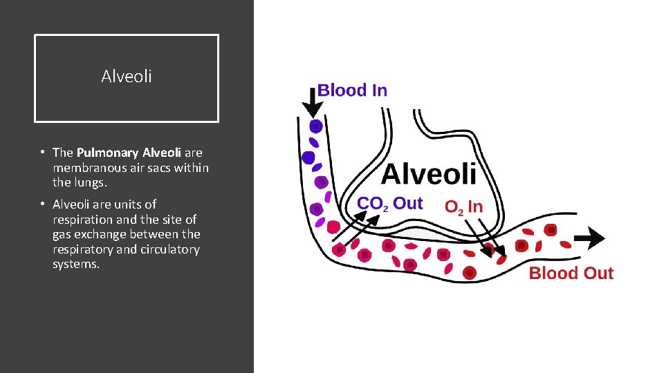 Alveoli • The Pulmonary Alveoli are membranous air sacs within the lungs. • Alveoli