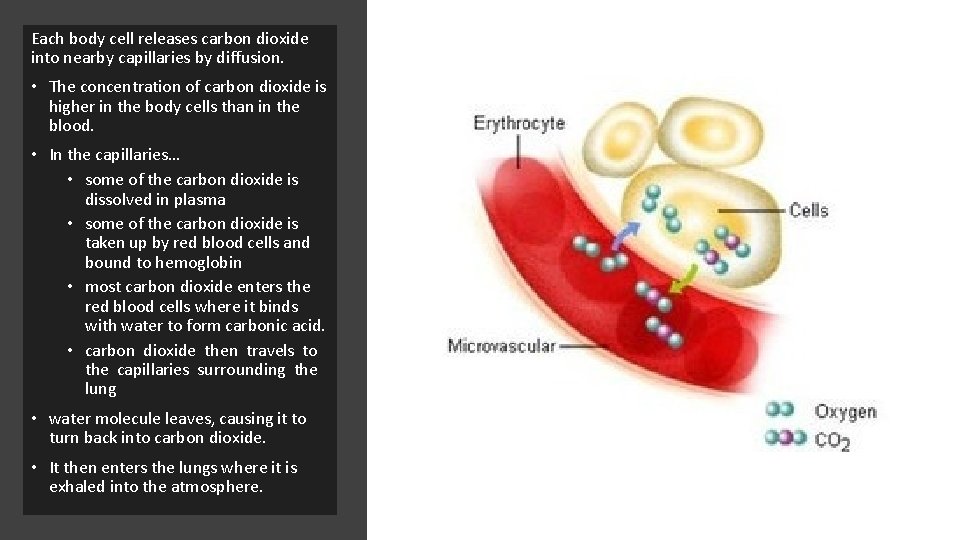 Each body cell releases carbon dioxide into nearby capillaries by diffusion. • The concentration