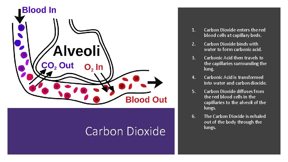 Carbon Dioxide 1. Carbon Dioxide enters the red blood cells at capillary beds. 2.