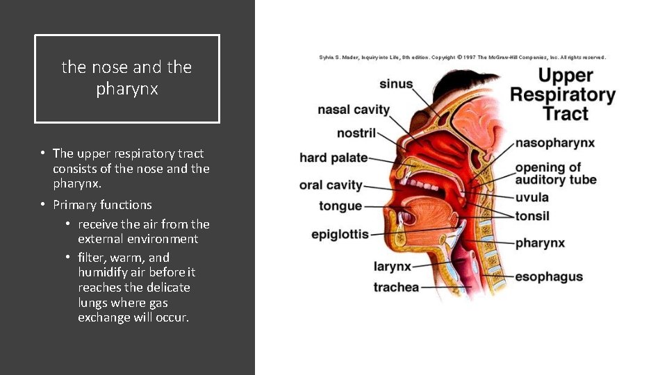 the nose and the pharynx • The upper respiratory tract consists of the nose