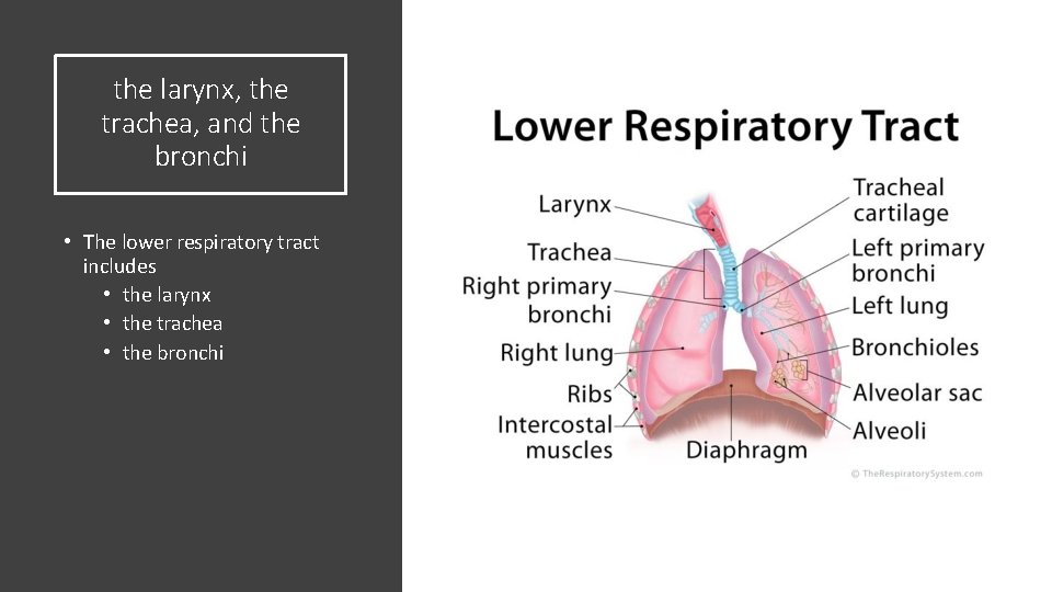 the larynx, the trachea, and the bronchi • The lower respiratory tract includes •
