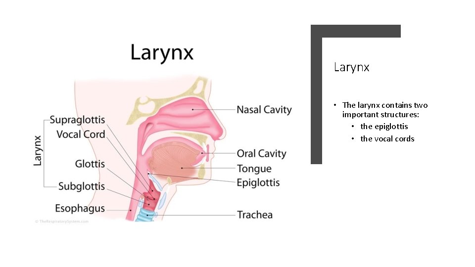 Larynx • The larynx contains two important structures: • the epiglottis • the vocal
