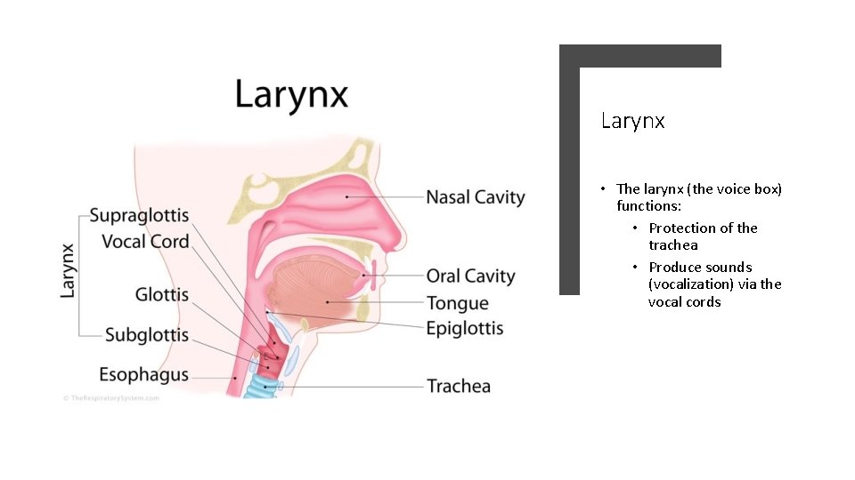 Larynx • The larynx (the voice box) functions: • Protection of the trachea •