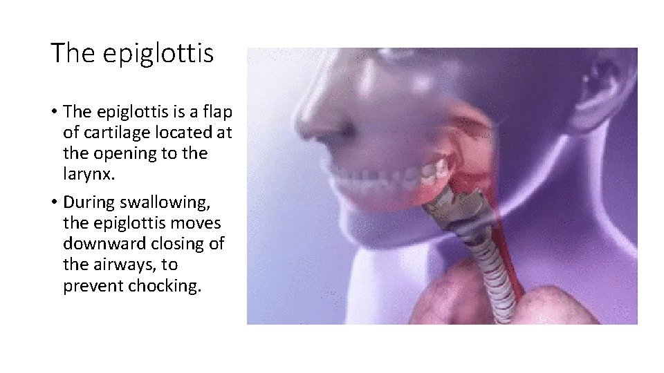 The epiglottis • The epiglottis is a flap of cartilage located at the opening