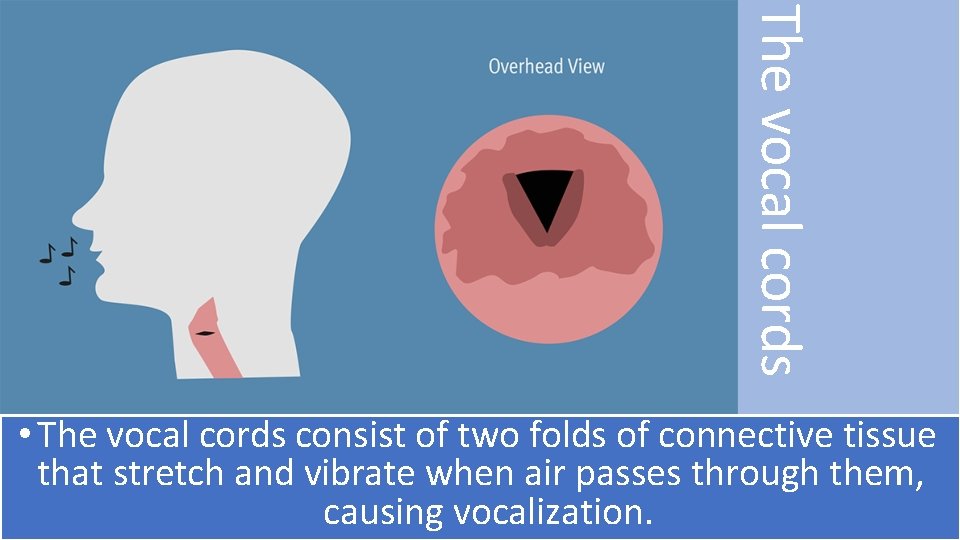 The vocal cords • The vocal cords consist of two folds of connective tissue