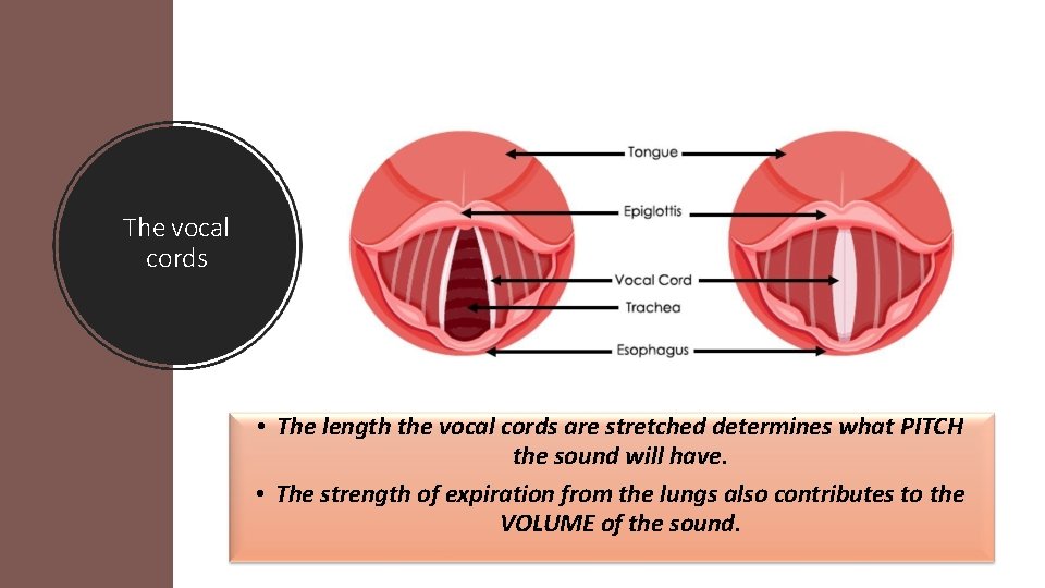 The vocal cords • The length the vocal cords are stretched determines what PITCH
