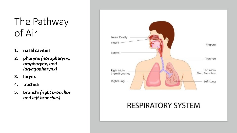 The Pathway of Air 1. nasal cavities 2. pharynx (nasopharynx, oropharynx, and laryngopharynx) 3.