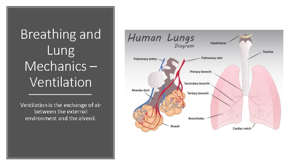 Breathing and Lung Mechanics – Ventilation is the exchange of air between the external