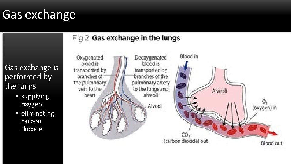 Gas exchange is performed by the lungs • supplying oxygen • eliminating carbon dioxide