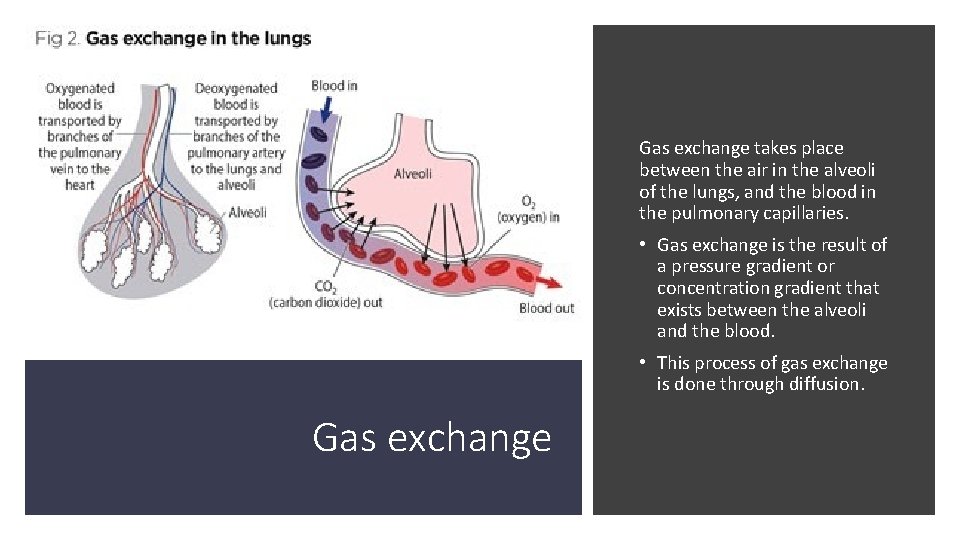 Gas exchange takes place between the air in the alveoli of the lungs, and