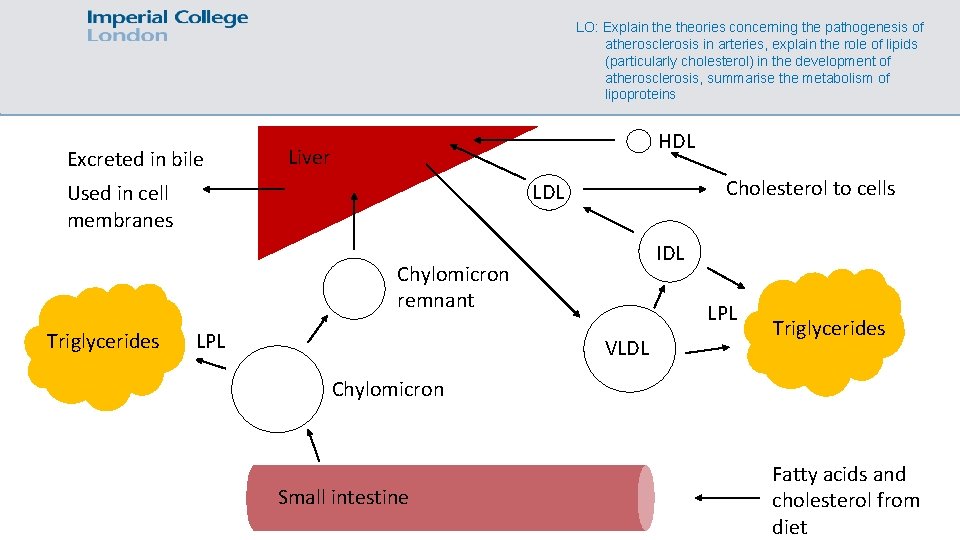 LO: Explain theories concerning the pathogenesis of atherosclerosis in arteries, explain the role of