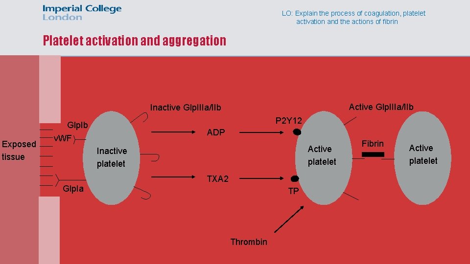 LO: Explain the process of coagulation, platelet activation and the actions of fibrin Platelet