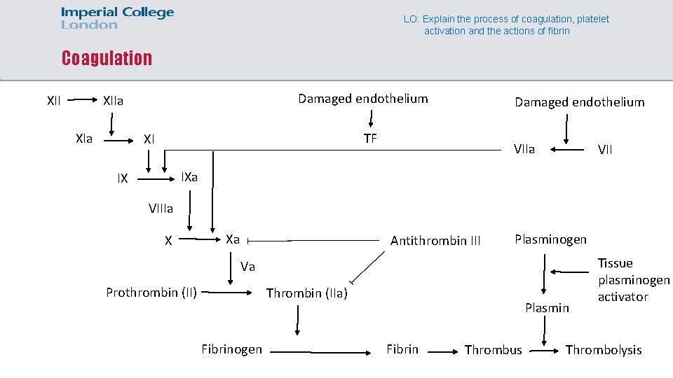 LO: Explain the process of coagulation, platelet activation and the actions of fibrin Coagulation