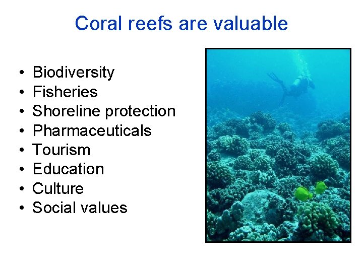 Coral reefs are valuable • • Biodiversity Fisheries Shoreline protection Pharmaceuticals Tourism Education Culture