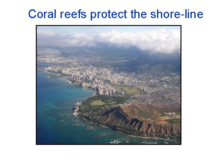 Coral reefs protect the shore-line 