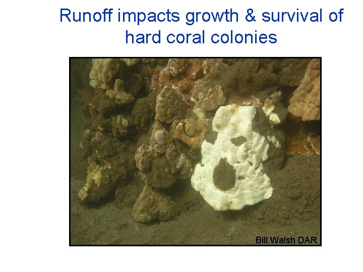 Runoff impacts growth & survival of hard coral colonies Bill Walsh DAR 