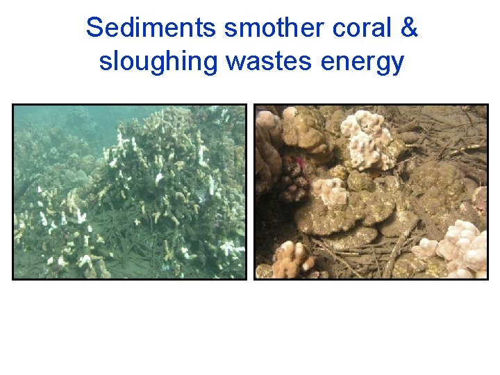 Sediments smother coral & sloughing wastes energy 