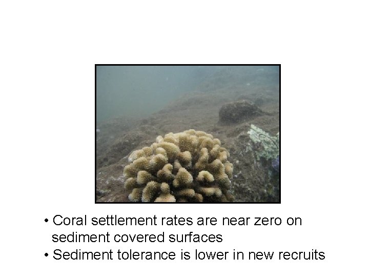  • Coral settlement rates are near zero on sediment covered surfaces • Sediment
