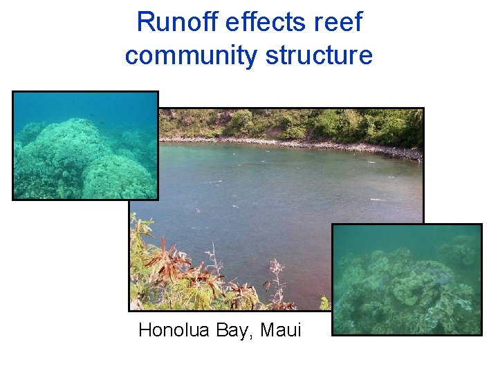 Runoff effects reef community structure Honolua Bay, Maui 