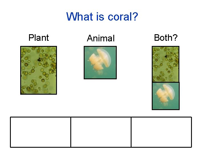 What is coral? Plant Animal Both? 