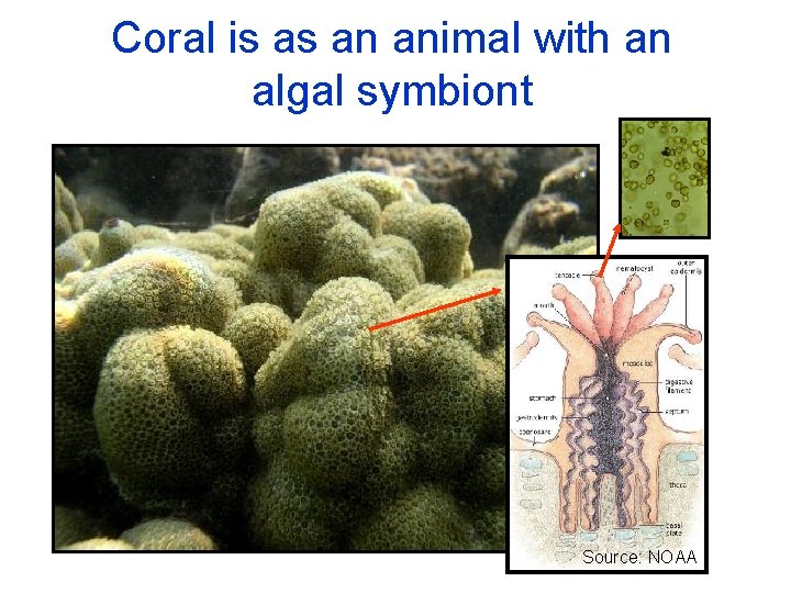 Coral is as an animal with an algal symbiont Source: NOAA 
