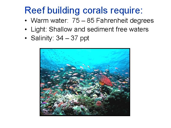 Reef building corals require: • Warm water: 75 – 85 Fahrenheit degrees • Light: