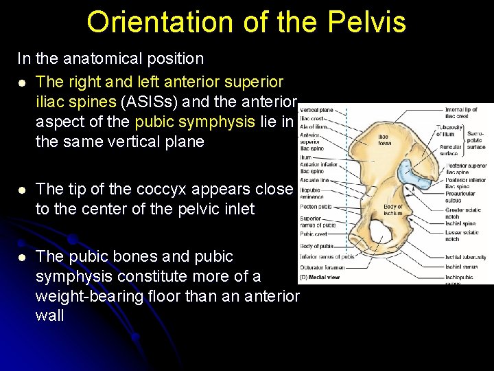 Orientation of the Pelvis In the anatomical position l The right and left anterior