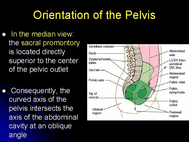 Orientation of the Pelvis l In the median view: the sacral promontory is located