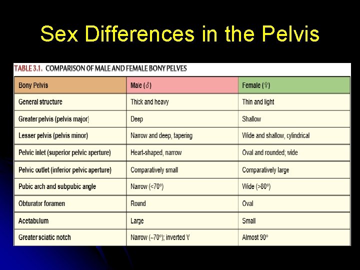 Sex Differences in the Pelvis 