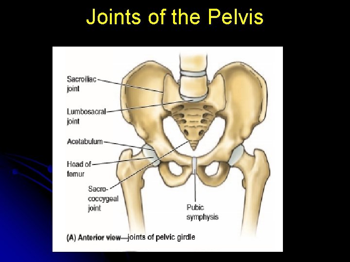 Joints of the Pelvis 