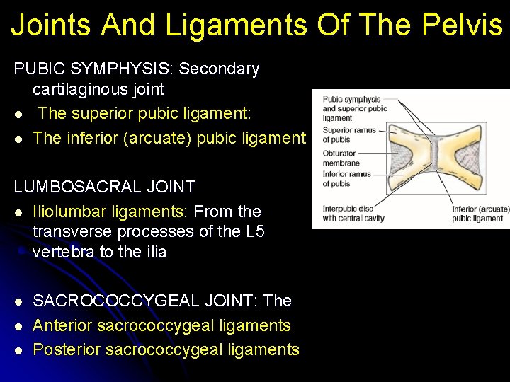 Joints And Ligaments Of The Pelvis PUBIC SYMPHYSIS: Secondary cartilaginous joint l The superior