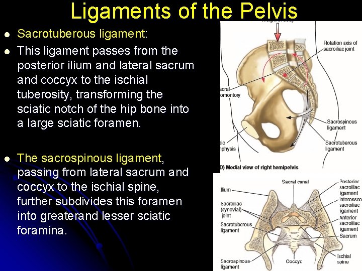 Ligaments of the Pelvis l l l Sacrotuberous ligament: This ligament passes from the