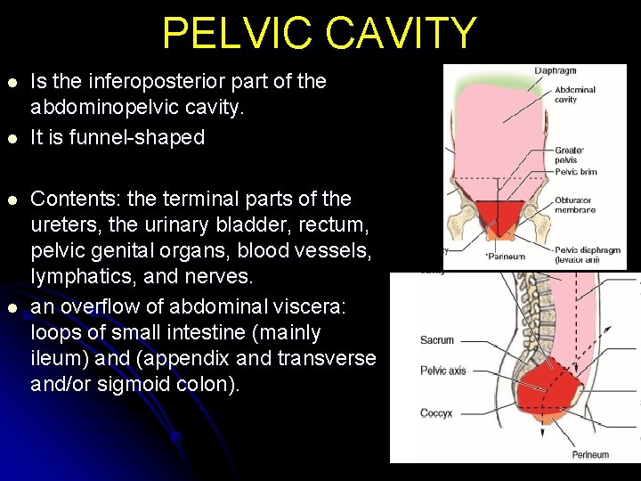 PELVIC CAVITY l l Is the inferoposterior part of the abdominopelvic cavity. It is