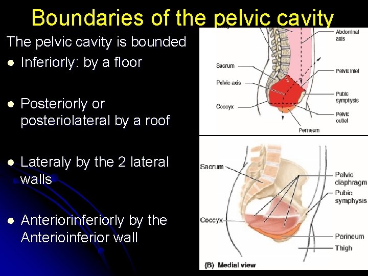 Boundaries of the pelvic cavity The pelvic cavity is bounded l Inferiorly: by a