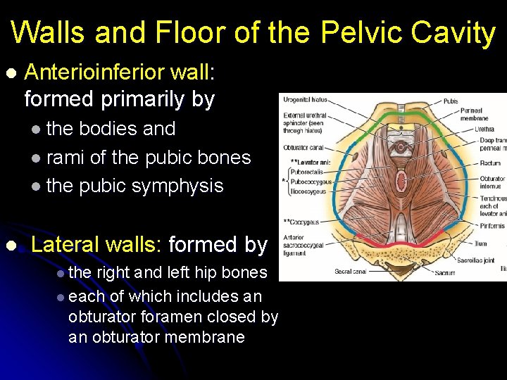 Walls and Floor of the Pelvic Cavity l Anterioinferior wall: formed primarily by l