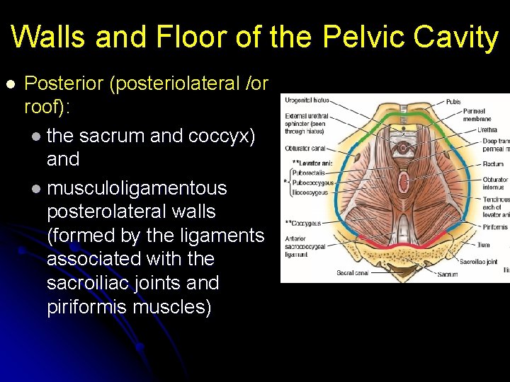 Walls and Floor of the Pelvic Cavity l Posterior (posteriolateral /or roof): l the