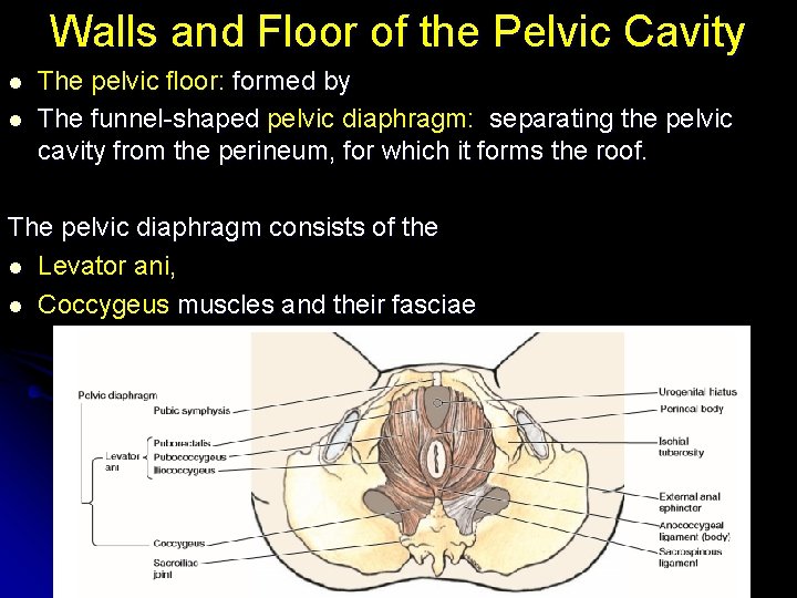 Walls and Floor of the Pelvic Cavity l l The pelvic ﬂoor: formed by