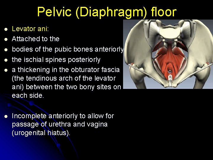 Pelvic (Diaphragm) floor l l l Levator ani: Attached to the bodies of the