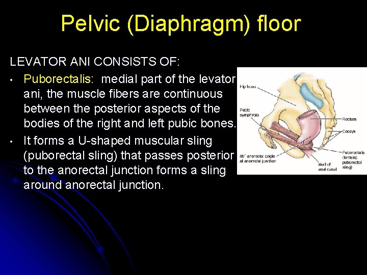 Pelvic (Diaphragm) floor LEVATOR ANI CONSISTS OF: • Puborectalis: medial part of the levator