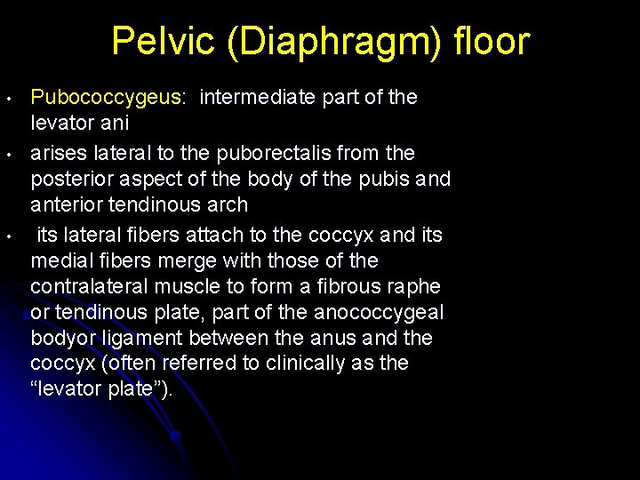 Pelvic (Diaphragm) floor • • • Pubococcygeus: intermediate part of the levator ani arises