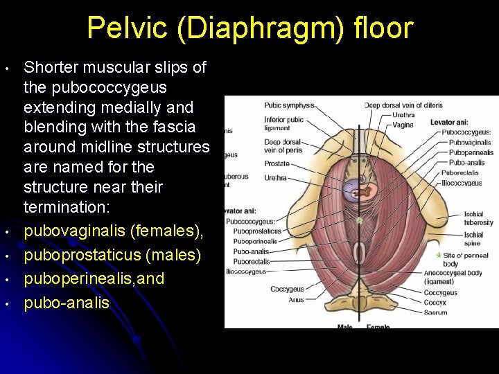 Pelvic (Diaphragm) floor • • • Shorter muscular slips of the pubococcygeus extending medially