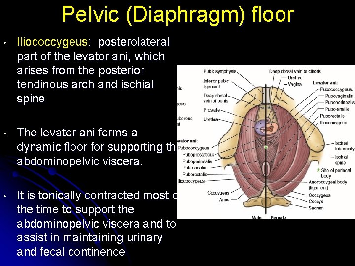 Pelvic (Diaphragm) floor • Iliococcygeus: posterolateral part of the levator ani, which arises from