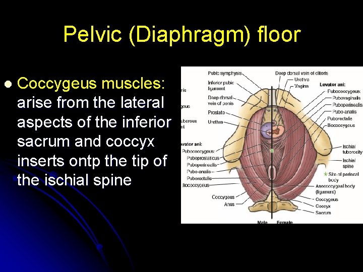 Pelvic (Diaphragm) floor l Coccygeus muscles: arise from the lateral aspects of the inferior