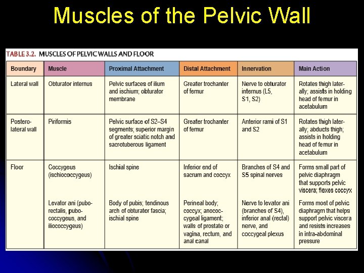 Muscles of the Pelvic Wall 