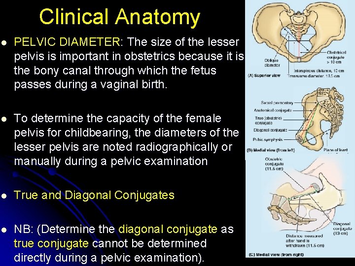 Clinical Anatomy l PELVIC DIAMETER: The size of the lesser pelvis is important in