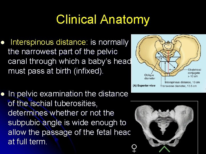 Clinical Anatomy l Interspinous distance: is normally the narrowest part of the pelvic canal