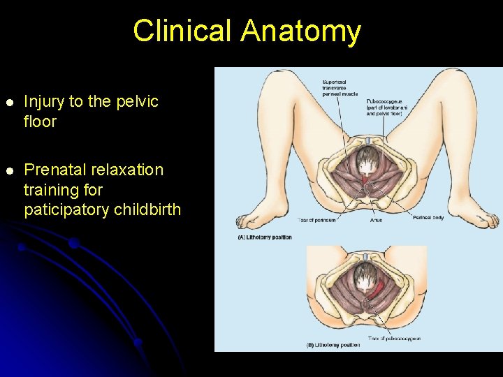 Clinical Anatomy l Injury to the pelvic floor l Prenatal relaxation training for paticipatory