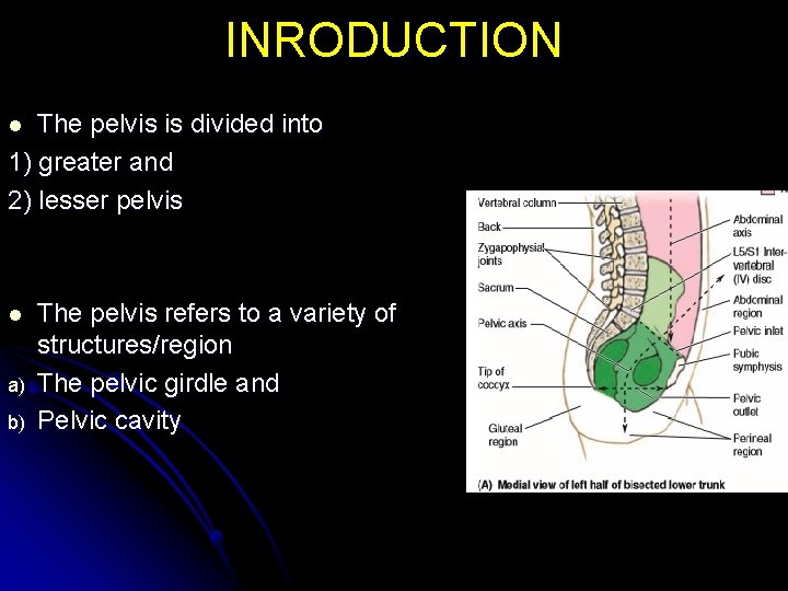 INRODUCTION The pelvis is divided into 1) greater and 2) lesser pelvis l l