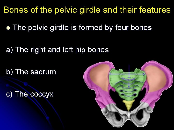 Bones of the pelvic girdle and their features l The pelvic girdle is formed